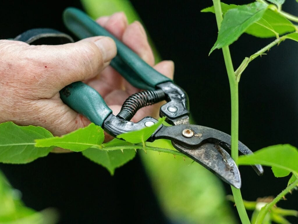 Guide to Pruning in Small Spaces