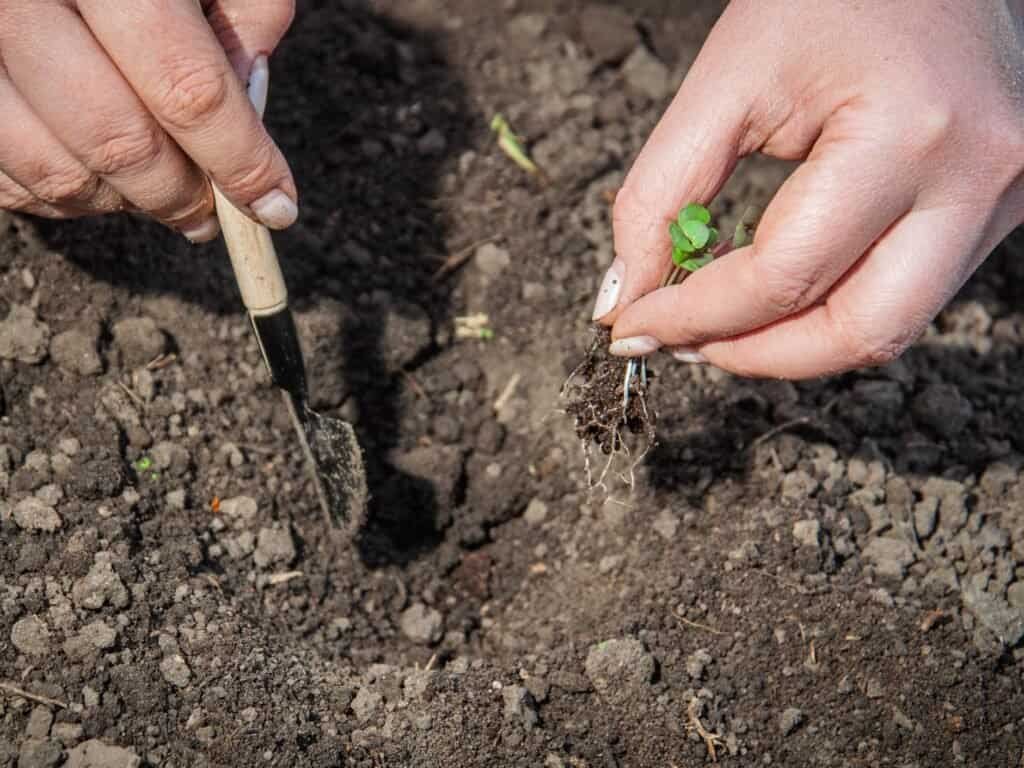 Stop Using the Wrong Trowel! Here’s the Best One for Gardening
