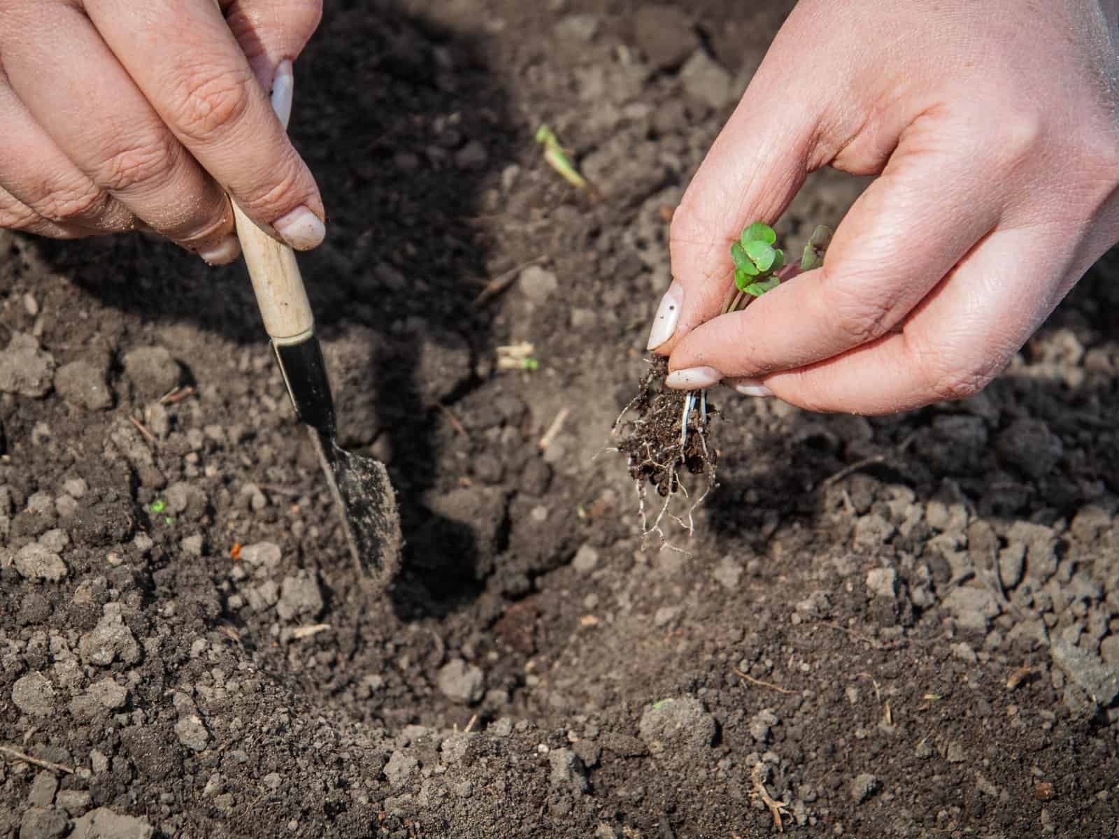 Stop Using the Wrong Trowel! Here’s the Best One for Gardening